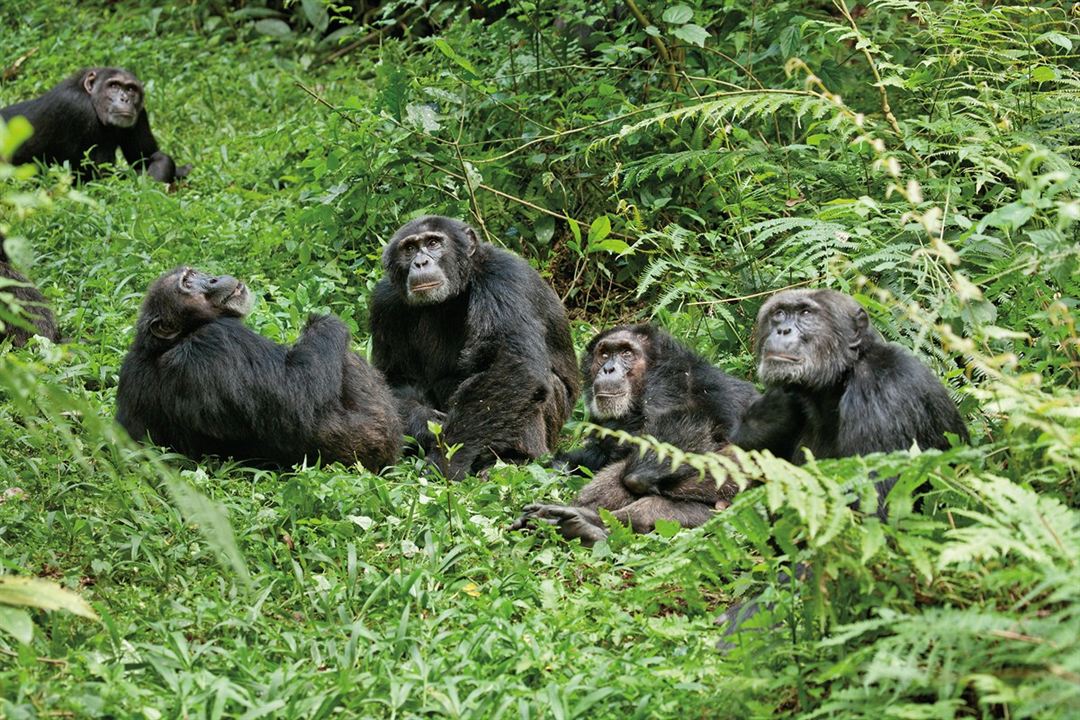 Chimpanzee : Fotoğraf Mark Linfield, Alastair Fothergill