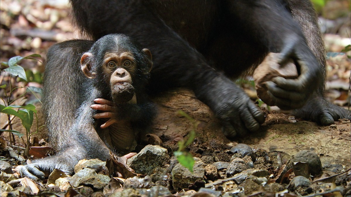 Chimpanzee : Fotoğraf