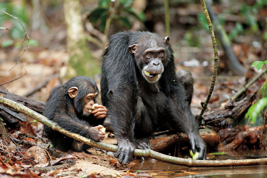 Chimpanzee : Fotoğraf