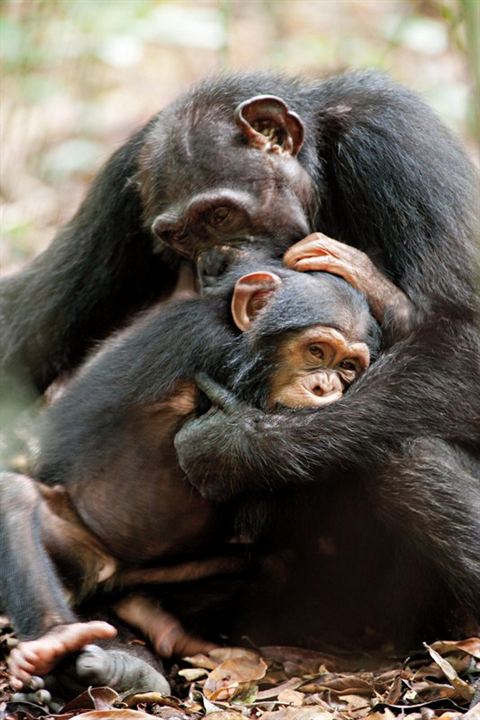 Chimpanzee : Fotoğraf