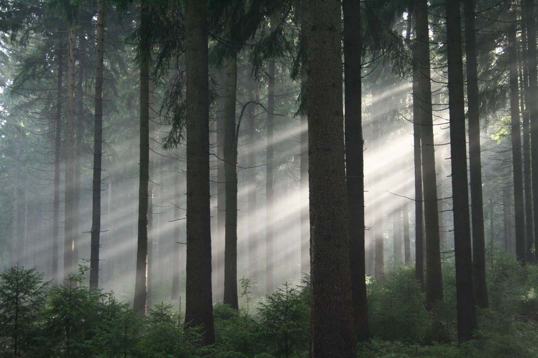 Das grüne Wunder - Unser Wald : Fotoğraf