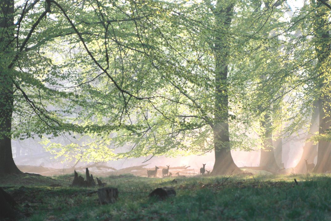 Das grüne Wunder - Unser Wald : Fotoğraf