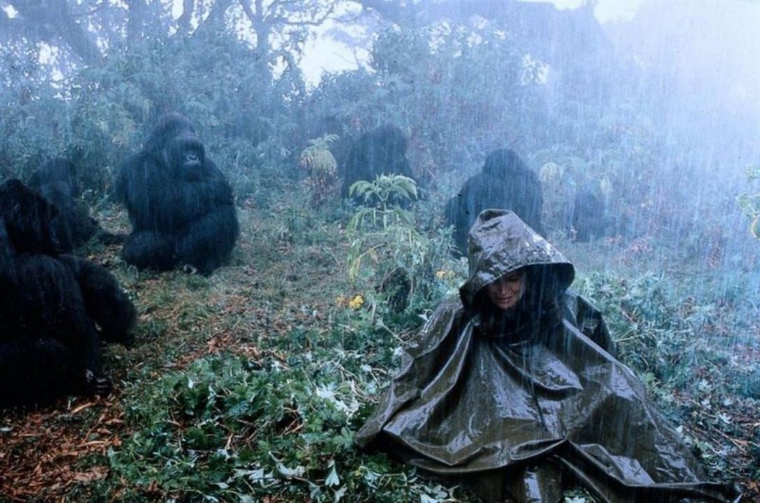 Gorillas In the Mist : The Story of Dian Fossey : Fotoğraf Sigourney Weaver