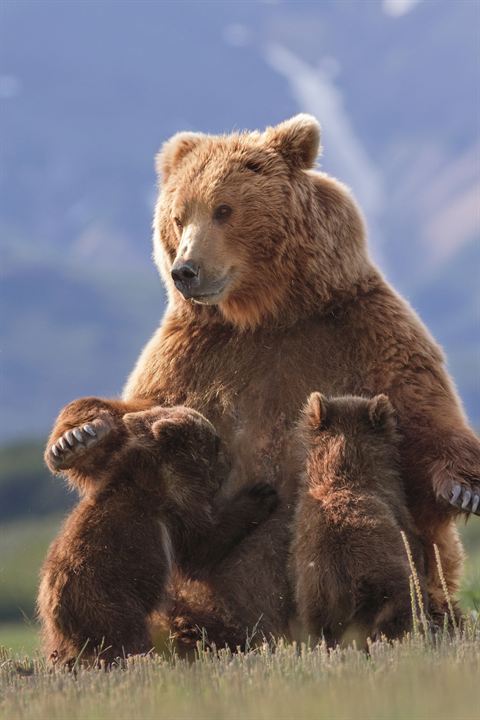 Bears : Fotoğraf