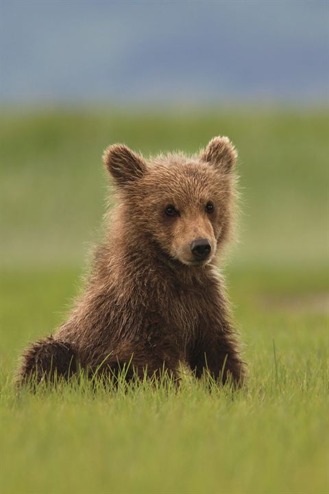 Bears : Fotoğraf