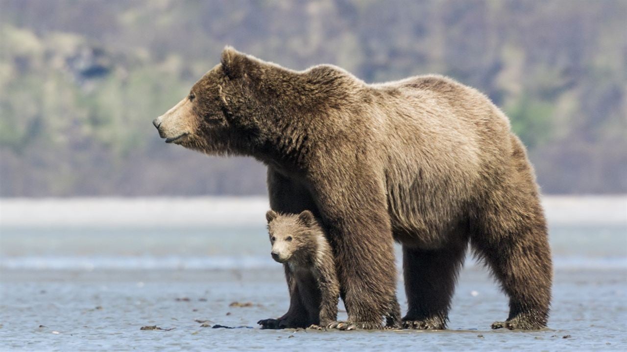 Bears : Fotoğraf