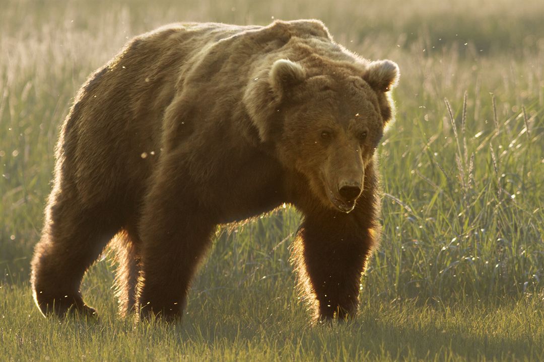 Bears : Fotoğraf