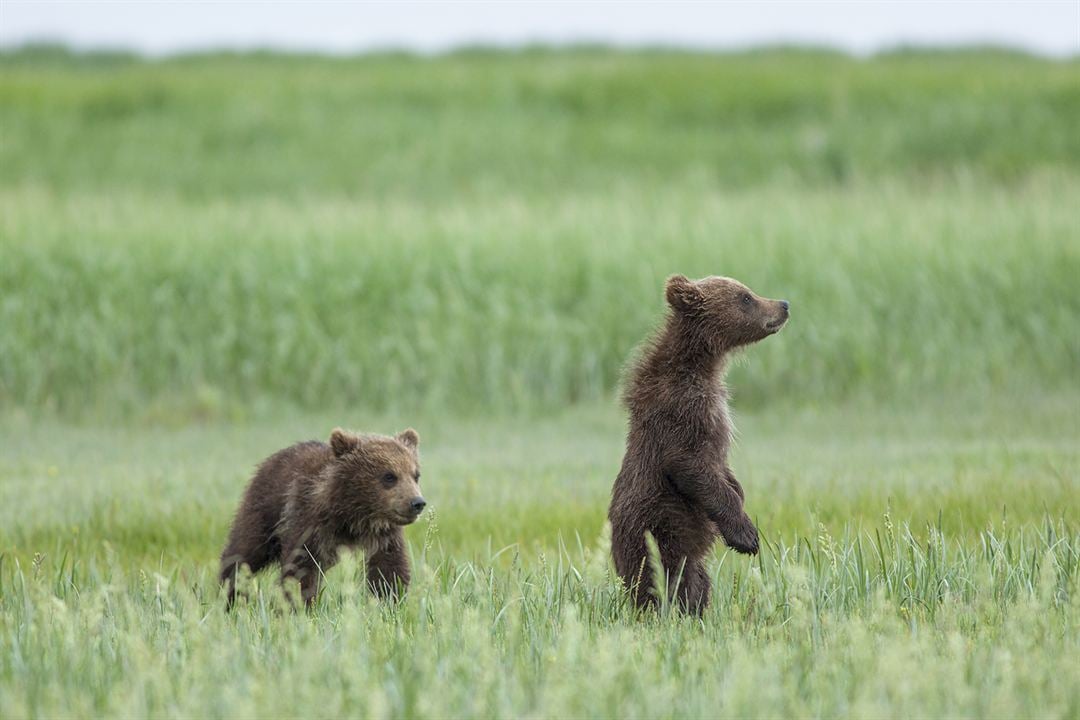 Bears : Fotoğraf