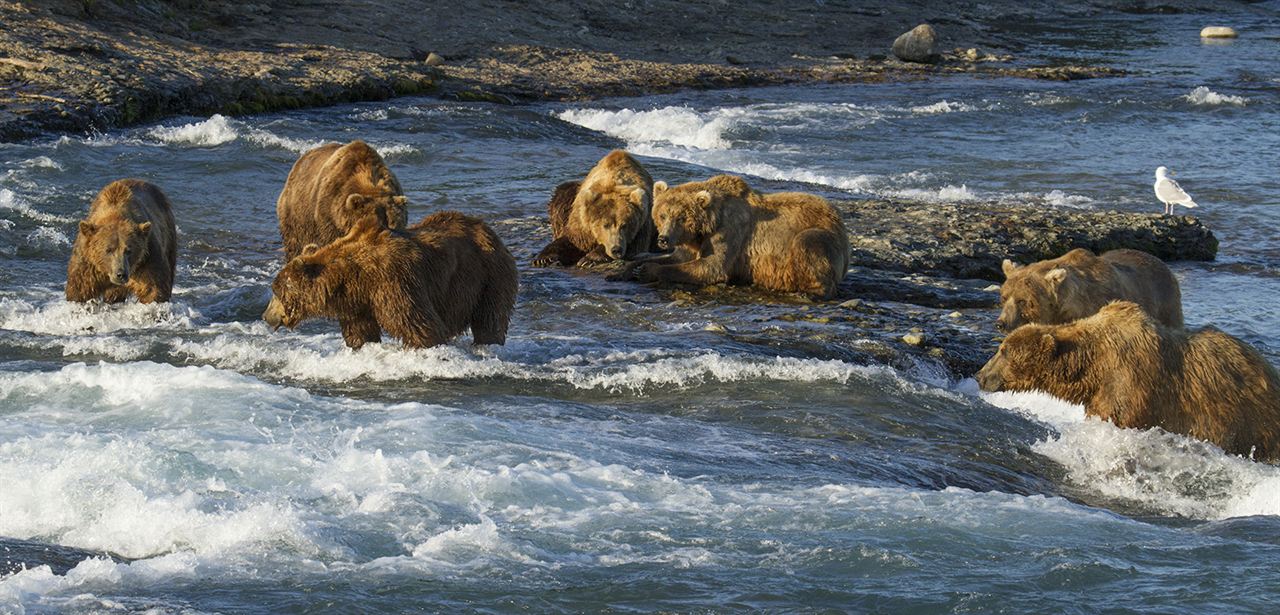 Bears : Fotoğraf