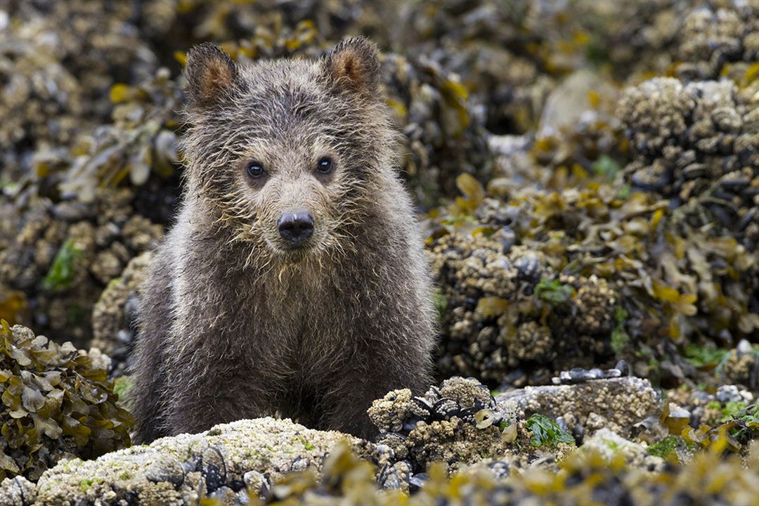 Bears : Fotoğraf