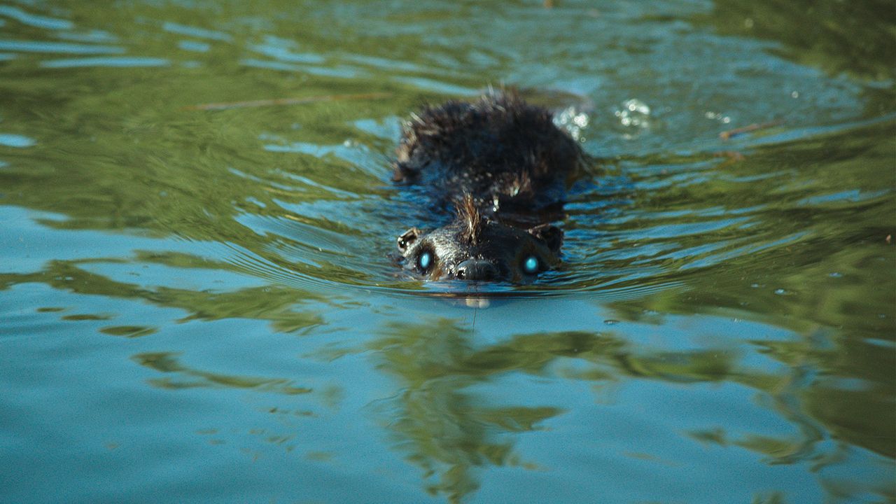 Zombeavers : Fotoğraf