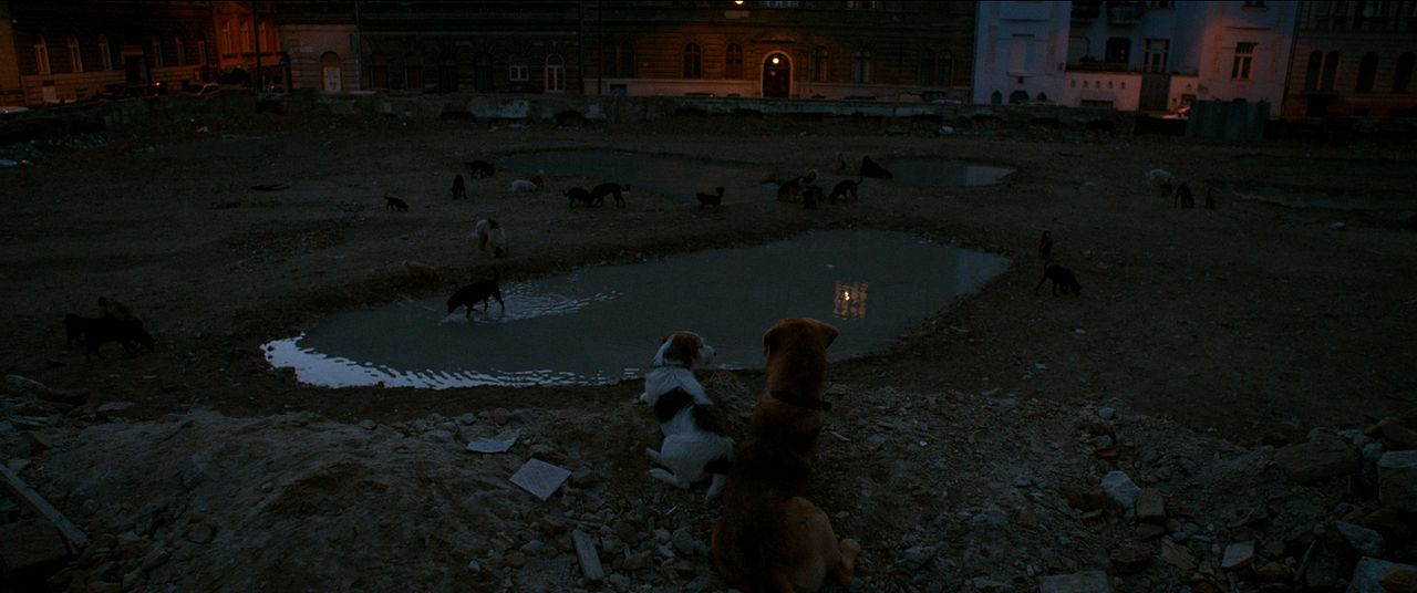 Beyaz Tanrı : Fotoğraf