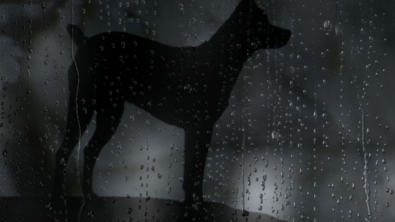 Köpeğin Kalbi : Fotoğraf