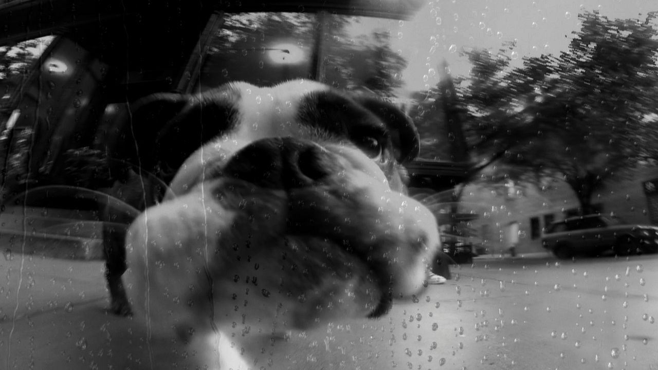 Köpeğin Kalbi : Fotoğraf