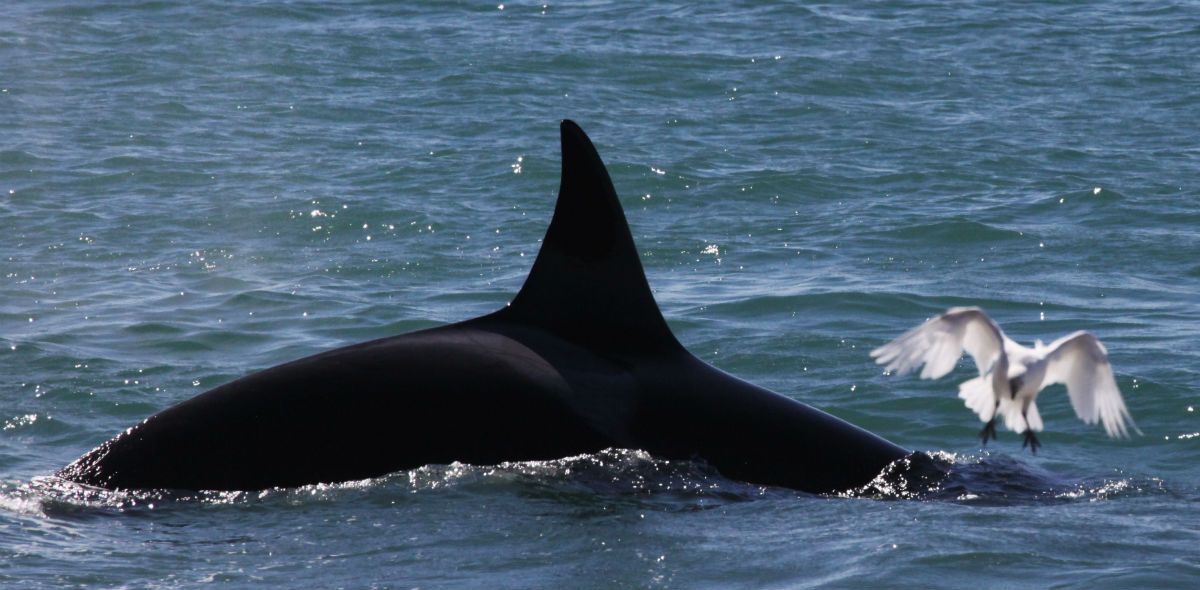 El Faro De Las Orcas : Fotoğraf