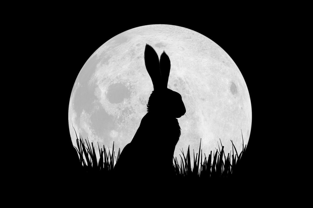 Watership Down : Fotoğraf