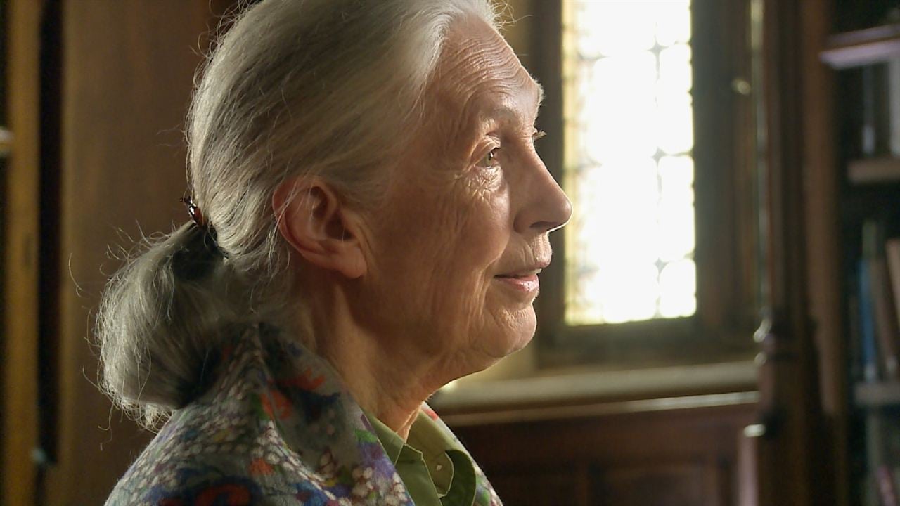 Fotoğraf Jane Goodall