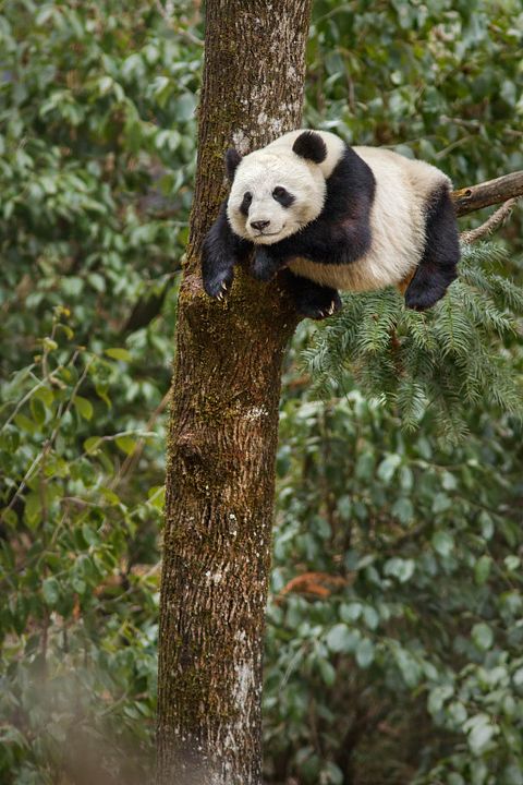 Born In China : Fotoğraf