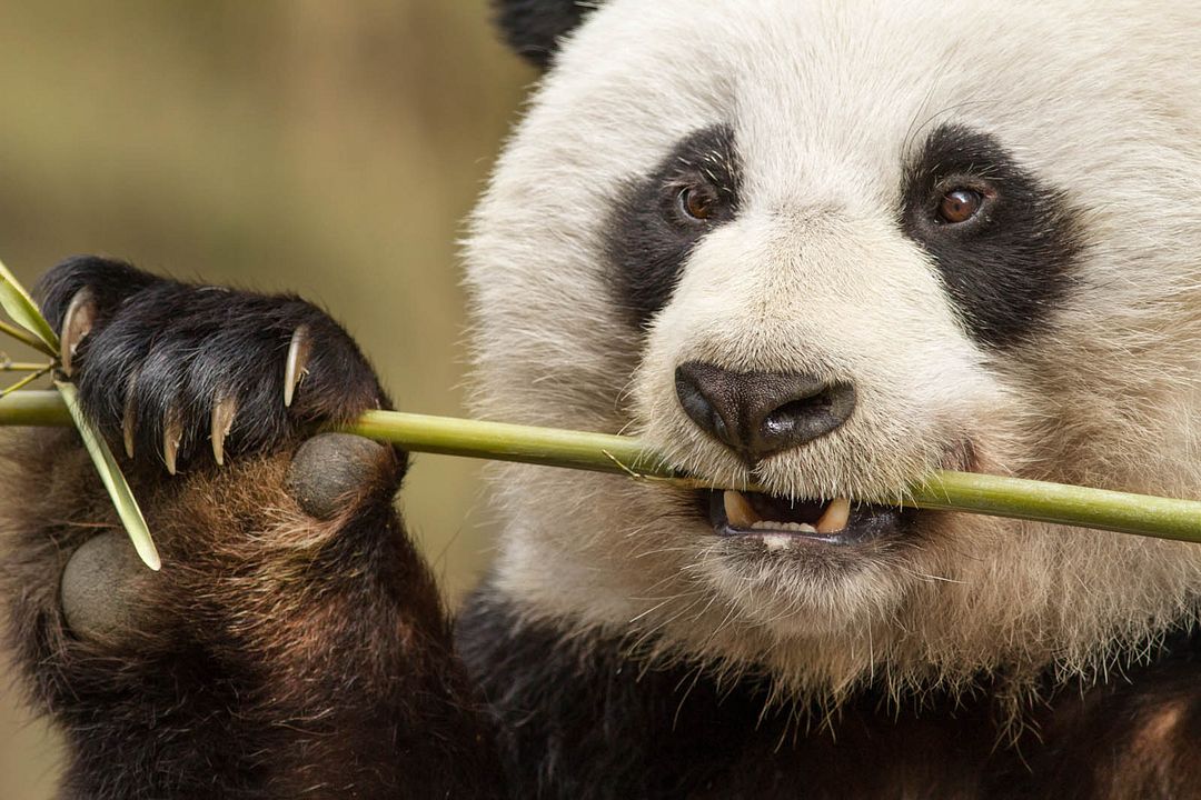 Born In China : Fotoğraf