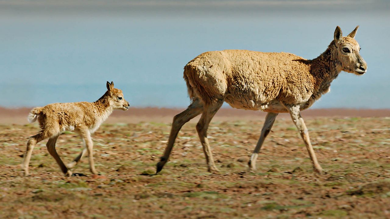 Born In China : Fotoğraf