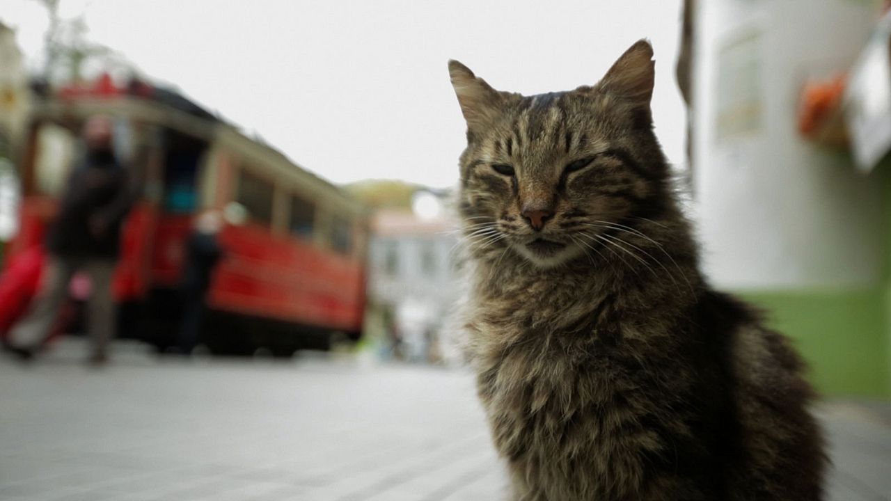 Kedi : Fotoğraf
