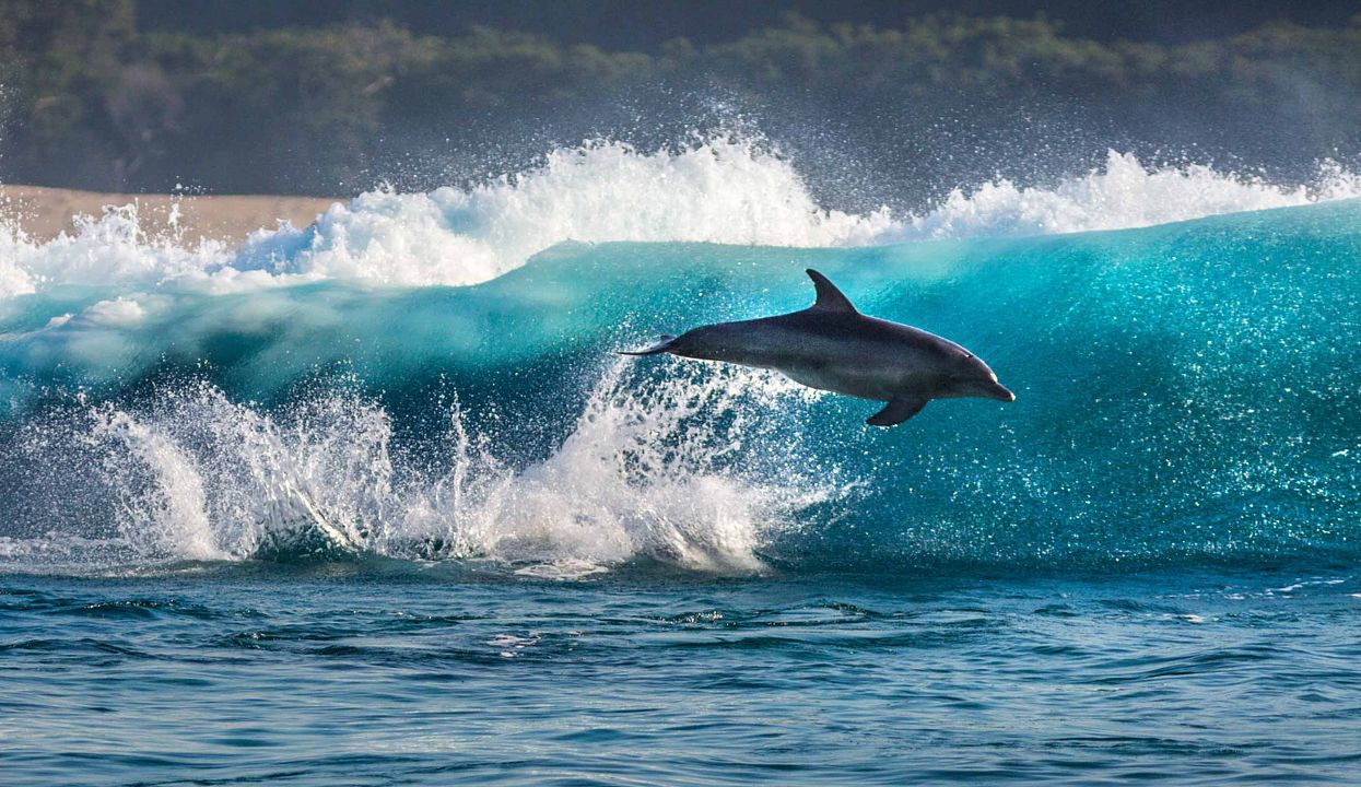 Dolphin Reef : Fotoğraf