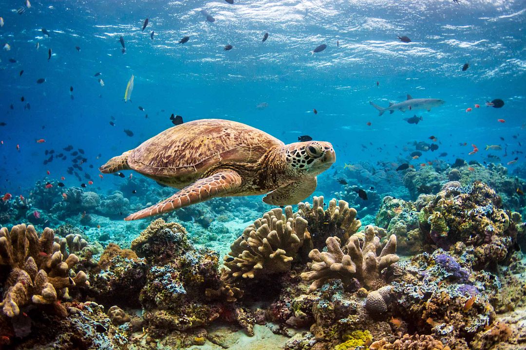 Dolphin Reef : Fotoğraf