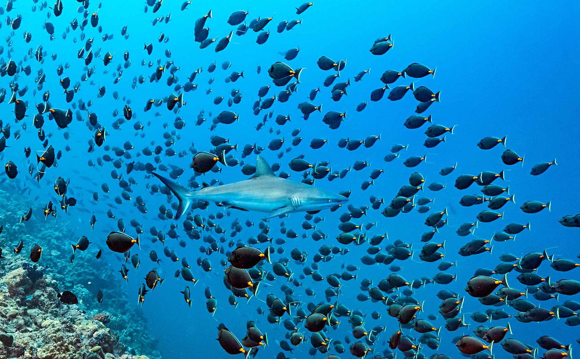 Dolphin Reef : Fotoğraf