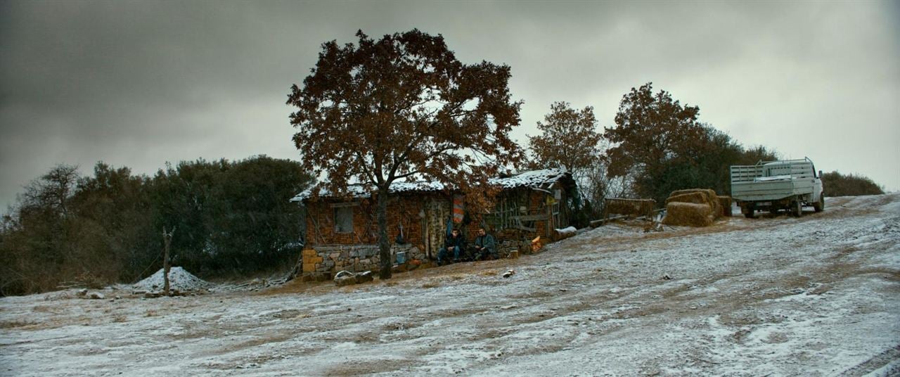 Ahlat Ağacı : Fotoğraf