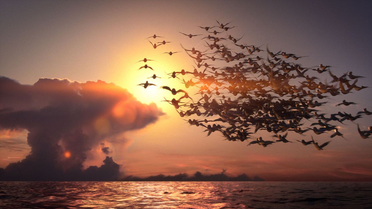 Hızlı ve Tüylü : Fotoğraf