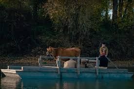 İlk İnek : Fotoğraf