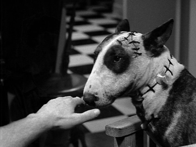 Frankenweenie : Fotoğraf