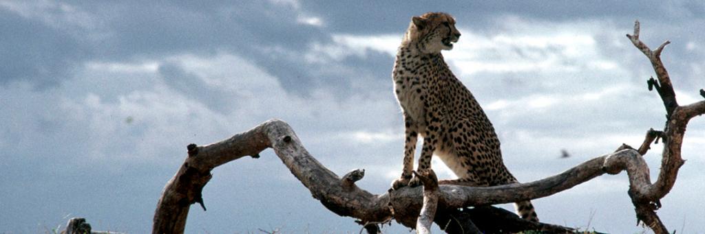 Cheetah : Fotoğraf