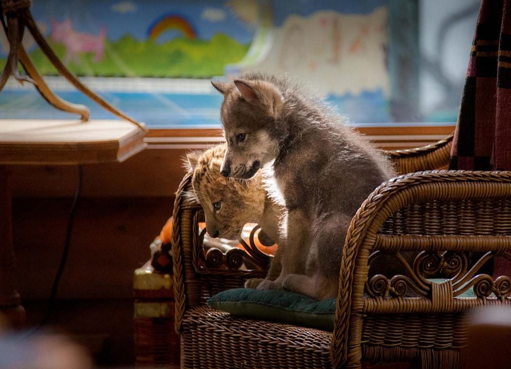 Le Loup et le Lion : Fotoğraf