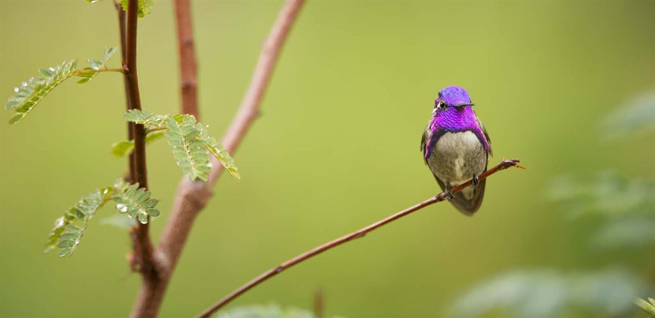 David Attenborough ile Yaşamın Renkleri : Fotoğraf