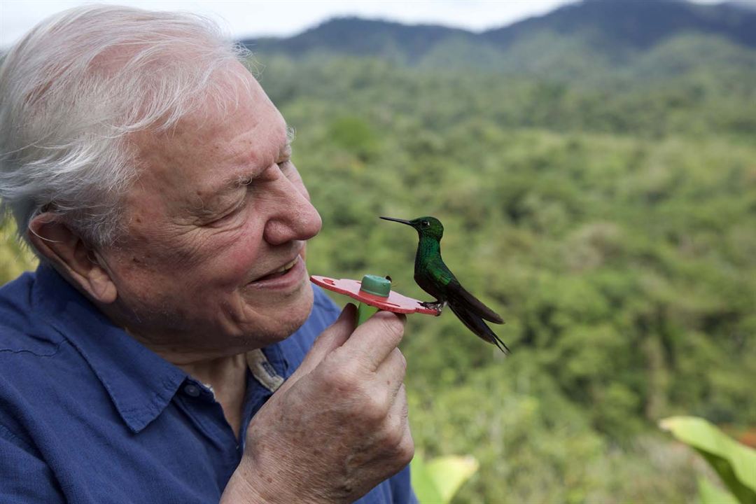 David Attenborough ile Yaşamın Renkleri : Fotoğraf