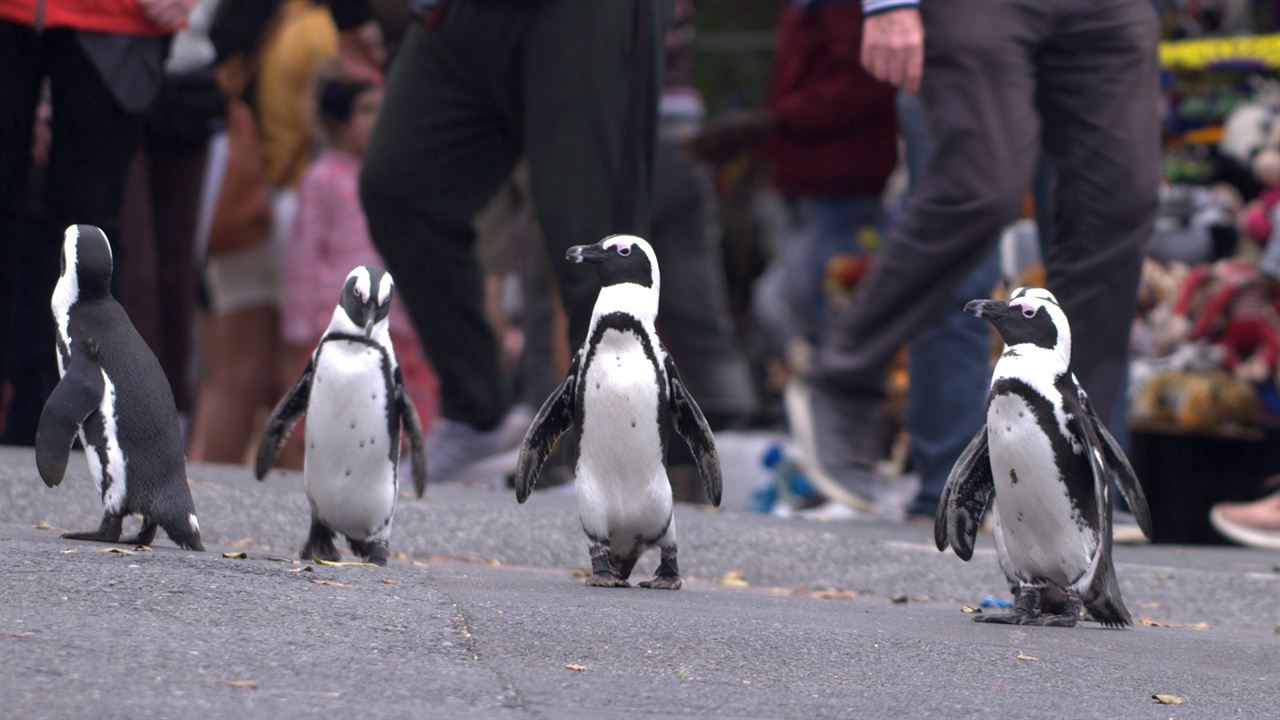 Penguin Town : Fotoğraf