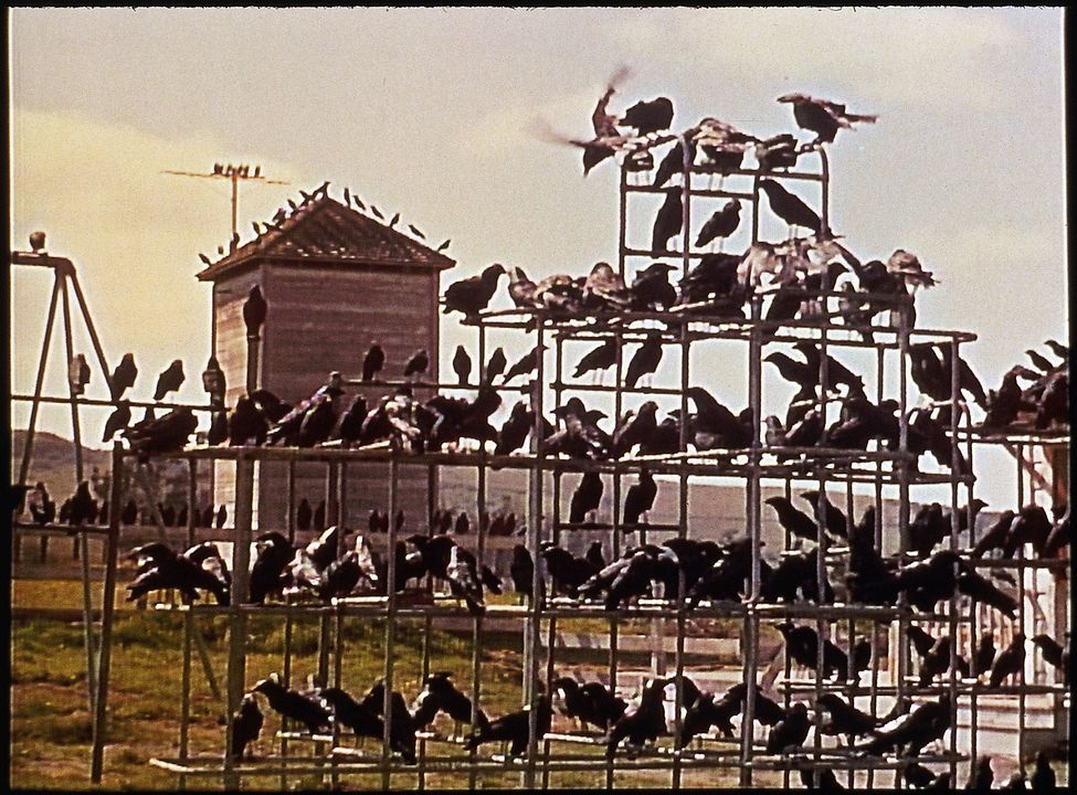 Kuşlar : Fotoğraf