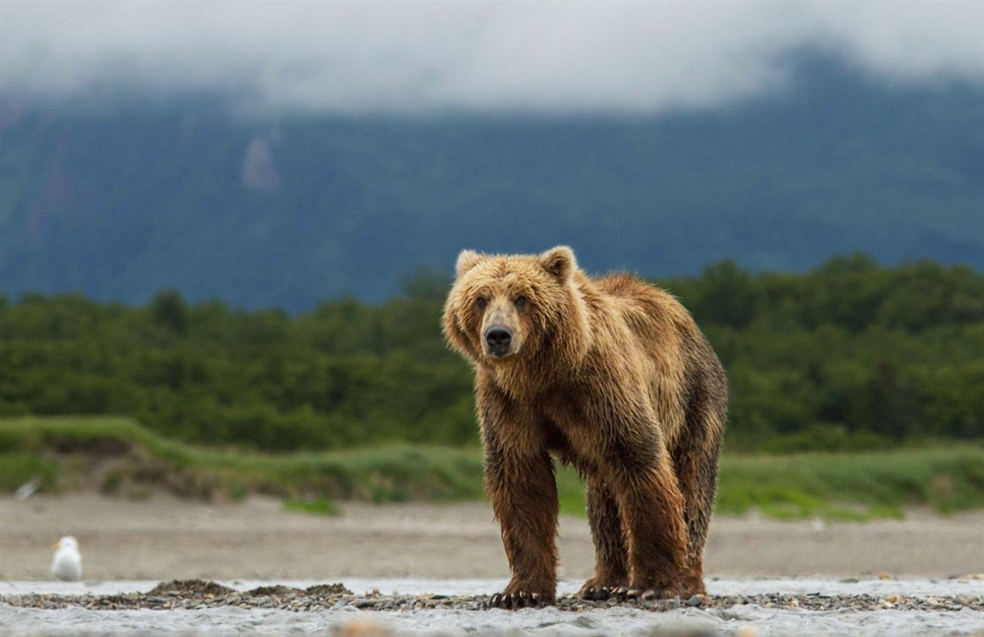 Bears : Fotoğraf