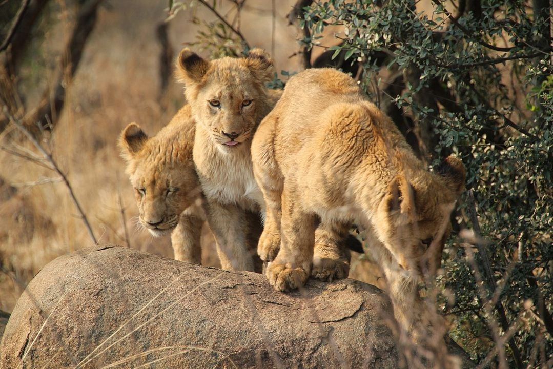 Safari Macerası : Fotoğraf