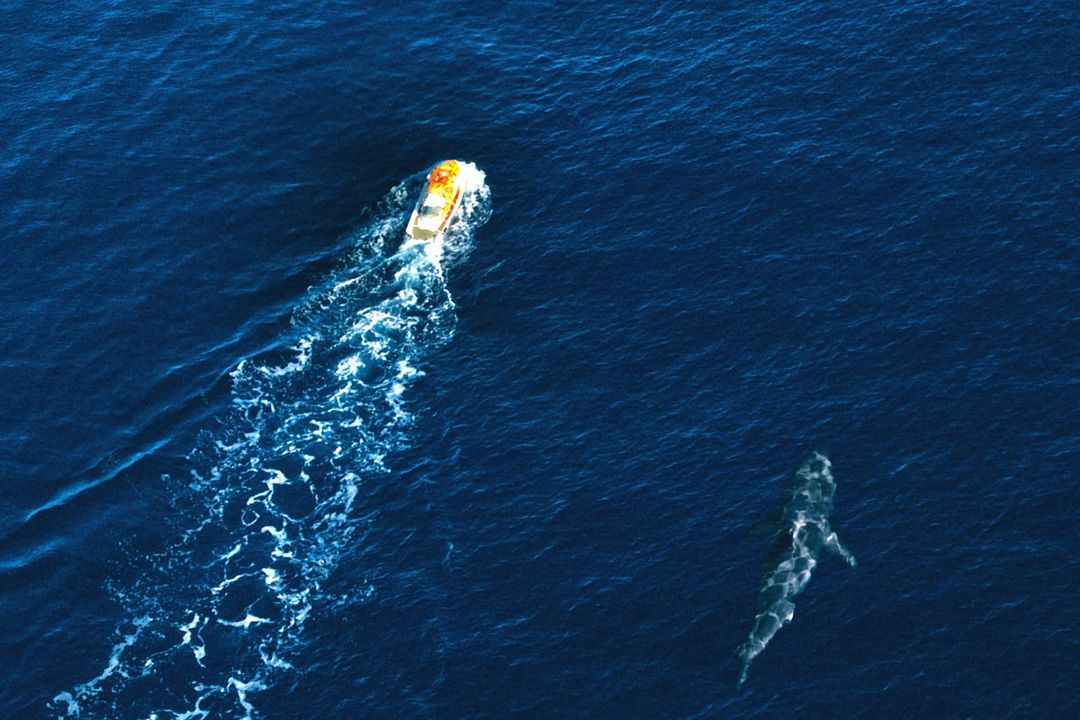 Kan Kokusu : Fotoğraf