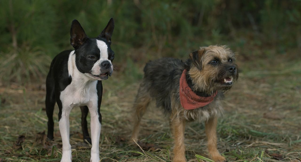 Strays : Fotoğraf