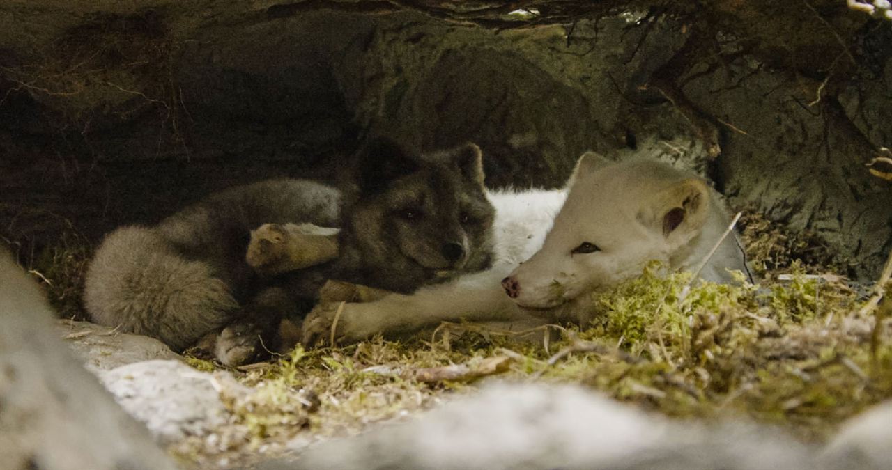 Kina & Yuk : renards de la banquise : Fotoğraf