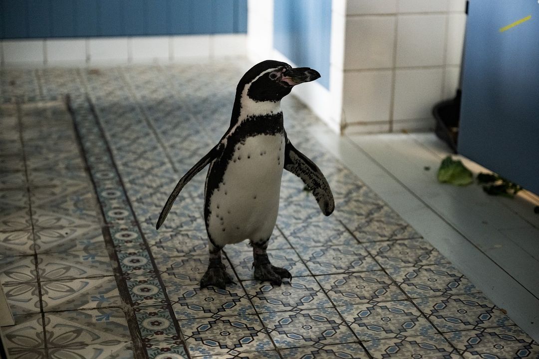 Kaos Kardeşler ve Penguen Paul : Fotoğraf